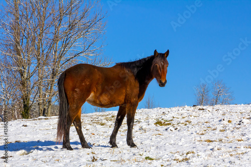 Cheval dans un champs enneigé en Franche-Comté.