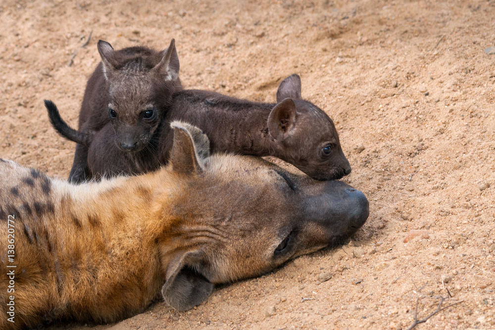 Spotted Hyena with two cubs. Mantobeni, South Africa Spotted Hyena with two cubs. Mantobeni, South Africa