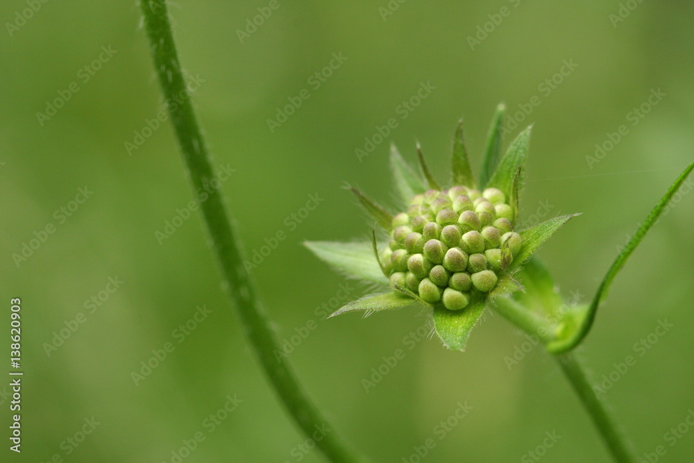 Fruit de mors du diable, Scabiosa pratensis Fruit de mors du diable, Scabiosa pratensis