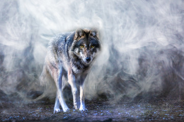 Wandcirkels Wolf Wolf verschijnt uit dichte mist  © Rainer Fuhrmann