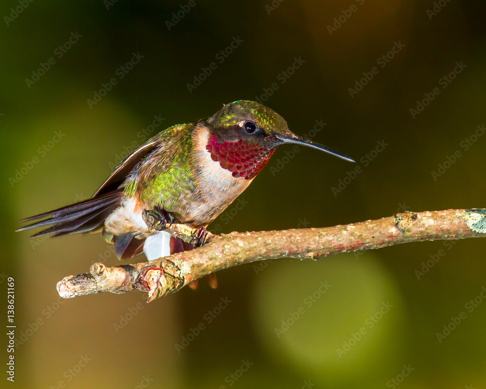 Fototapeta premium Male Rubythroat