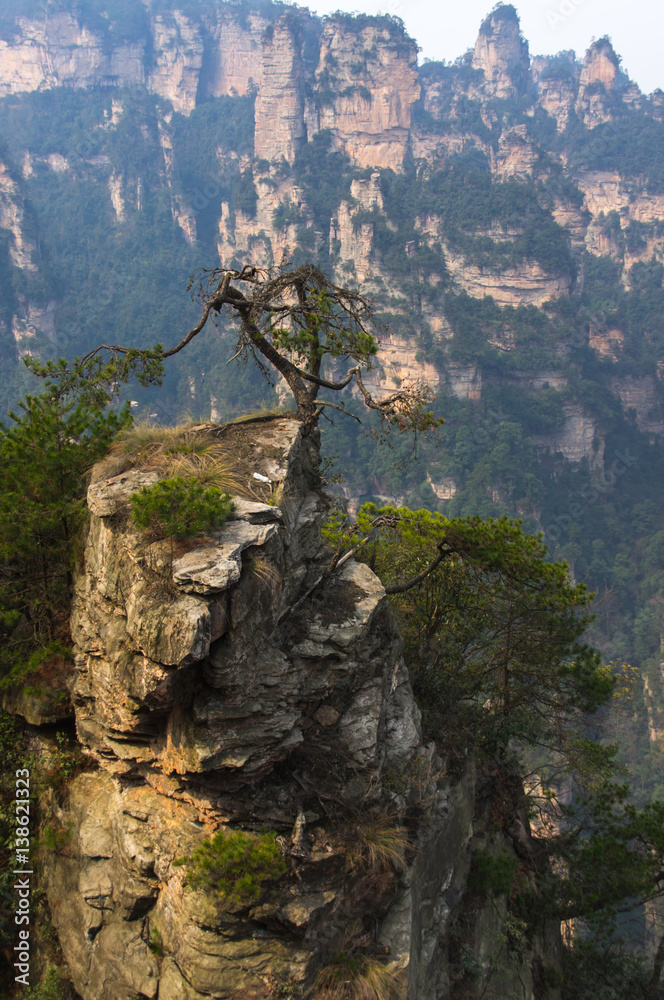 Alone tree on the rocky peak in China National park
