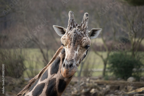 Giraffe
