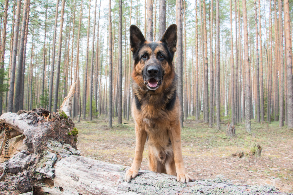 Dog german shepherd in the forest Dog german shepherd in the forest
