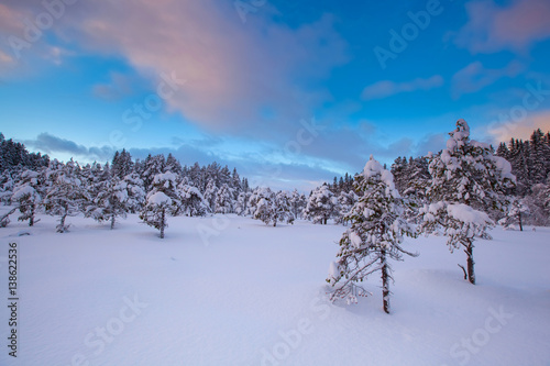 beautiful winter landscape snow tree