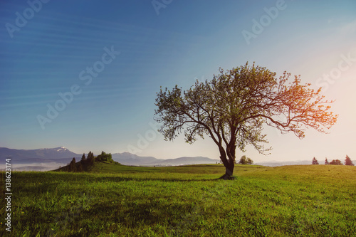 beautiful spring or summer landscape with mountain view and tree silhouette