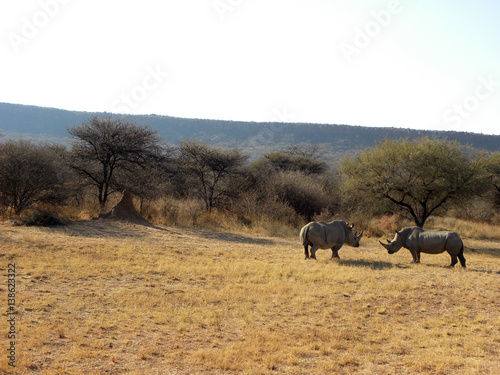 Rhinoc  ros dans le Waterberg - 2