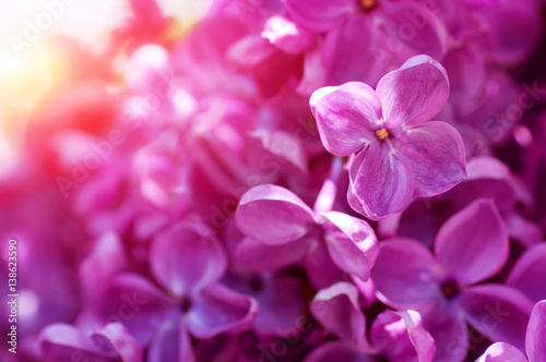 closeup violet spring lilac flowers. natural floral background