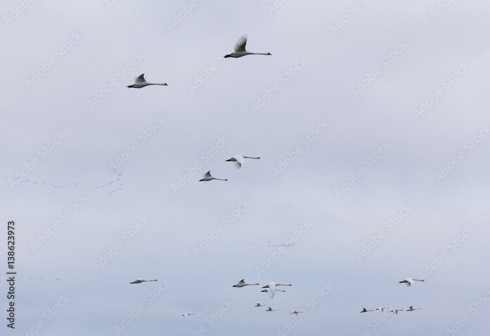 Obraz premium Flying swans