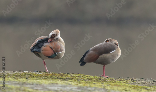 nilgänse