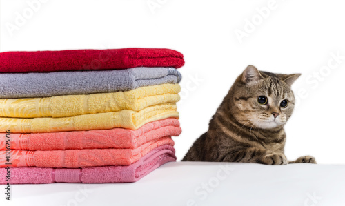 Cat near the pile of colorful towels on a white background.