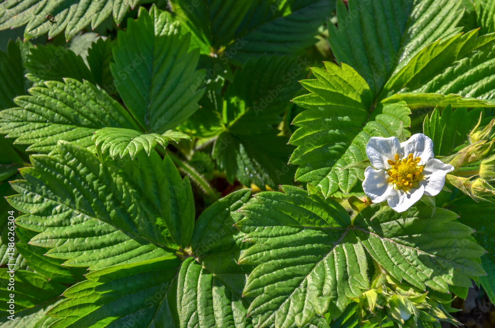 strawberry flowers close up growing in a spring garden strawberry flowers close up growing in a spring garden