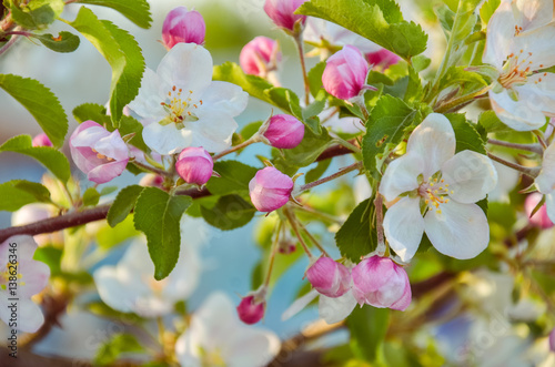 blossoming apple tree branch in spring day