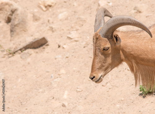 barbary sheep