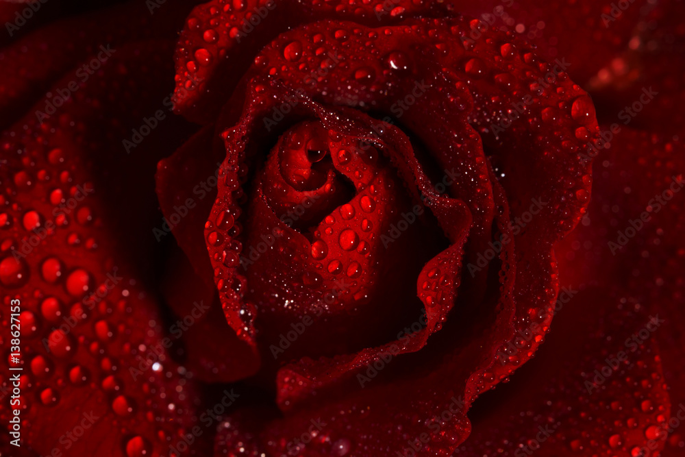Fototapeta premium Macro image of dark red rose with water droplets.