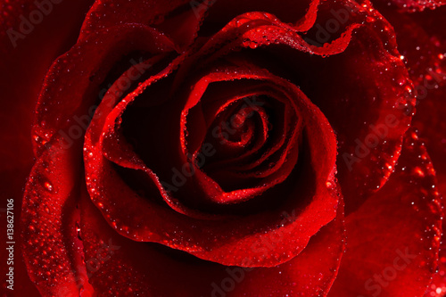 Macro image of dark red rose with water droplets.