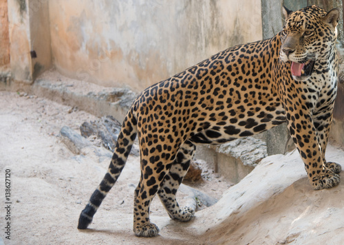 Fototapeta Naklejka Na Ścianę i Meble -  leopard