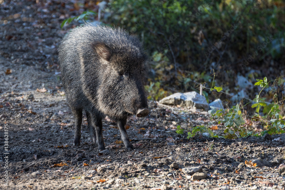 Wildschwein am Wegrand Wildschwein am Wegrand