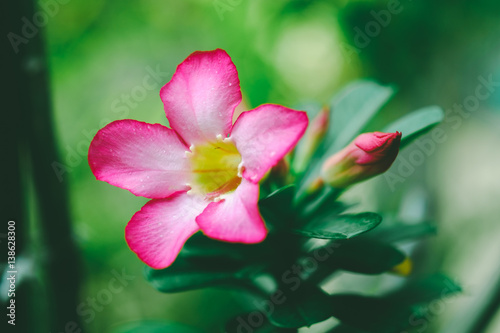 Pink Plumeria Flower