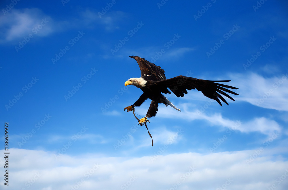 Obraz premium flying american eagle