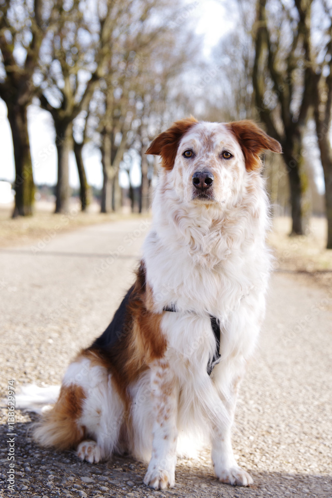 Schöner Hund draußen in der Natur Schöner Hund draußen in der Natur