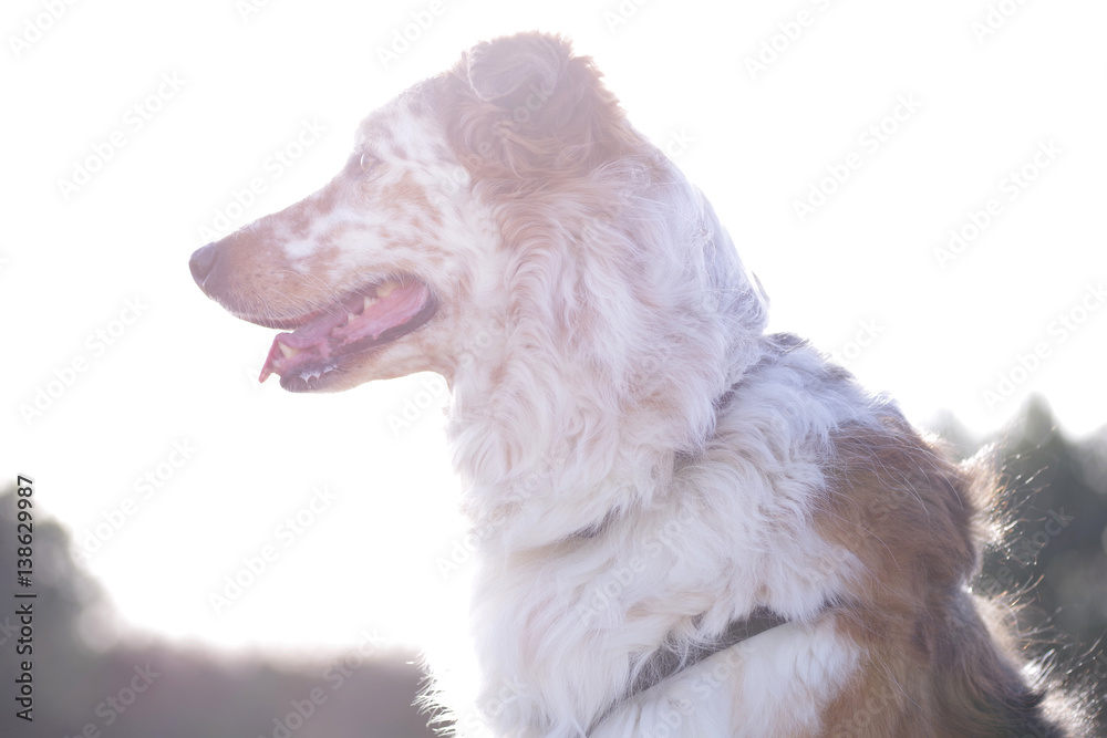 Schöner Hund draußen in der Natur