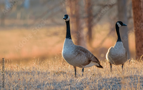 Closeup of Canada geese wandering around in the yellow grass background. Beautiful sunset. Wildlife animal, field, meadow. Wyoming, USA.