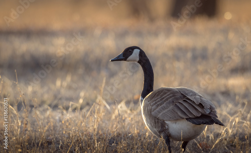 Closeup of a Canada goose  in the yellow grass background, in migration during hunting season. Sunset. Wildlife animal, field, meadow, prairie. Wyoming, USA.