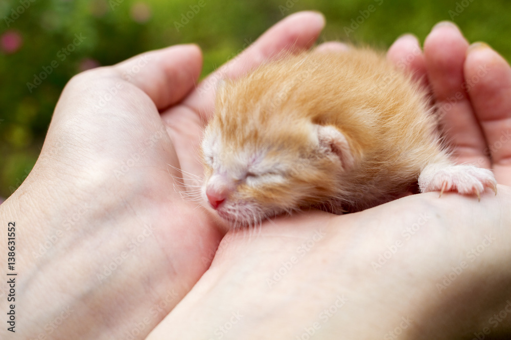 Newborn kitty in girl's hand. New born baby cat. Red kitty in caring hands.