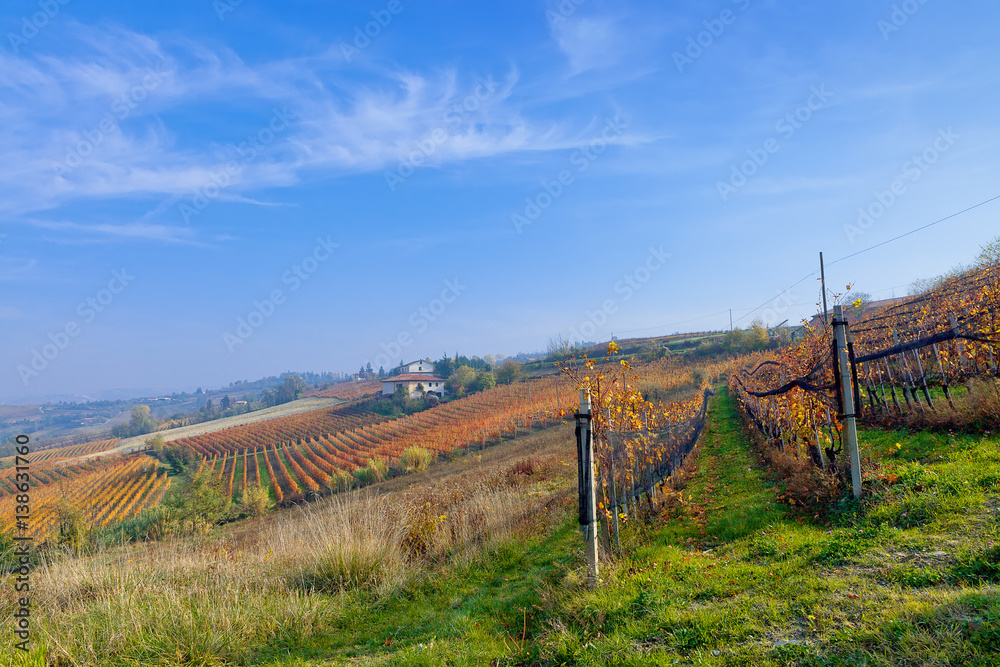 View on vineyards and small houses on the hill in Piedmont, Italy