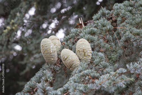 Wallpaper Mural Pine branch with young green cones in summer. Torontodigital.ca