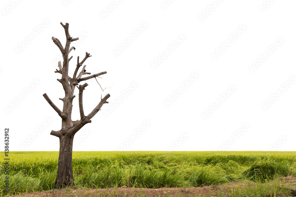 Bare tree on the green rice. Bare tree on the green rice.