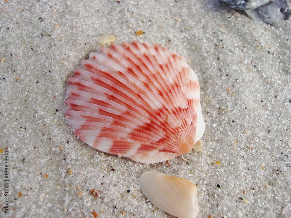 Beautiful Sea Shells in Ponte Vedra Florida Beautiful Sea Shells in Ponte Vedra Florida