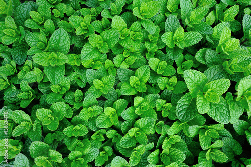 green mint plant grow at vegetable garden