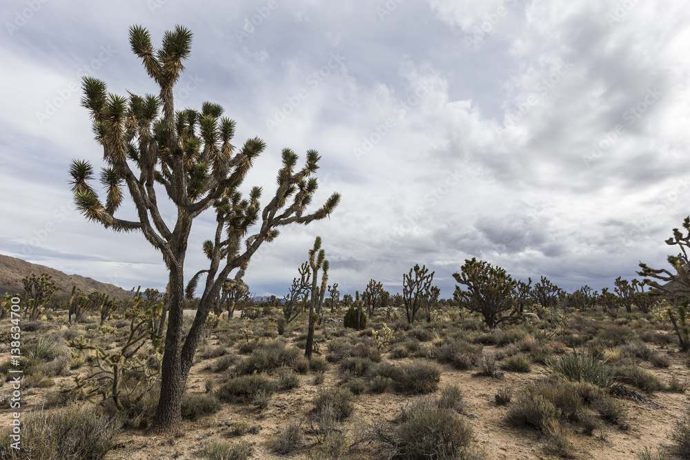 Joshua Tree Forest in the Mojave National Preserve