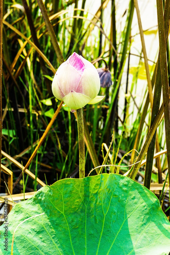 pink lotus flower