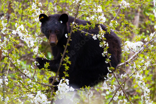 Black bear in a cherry tree
