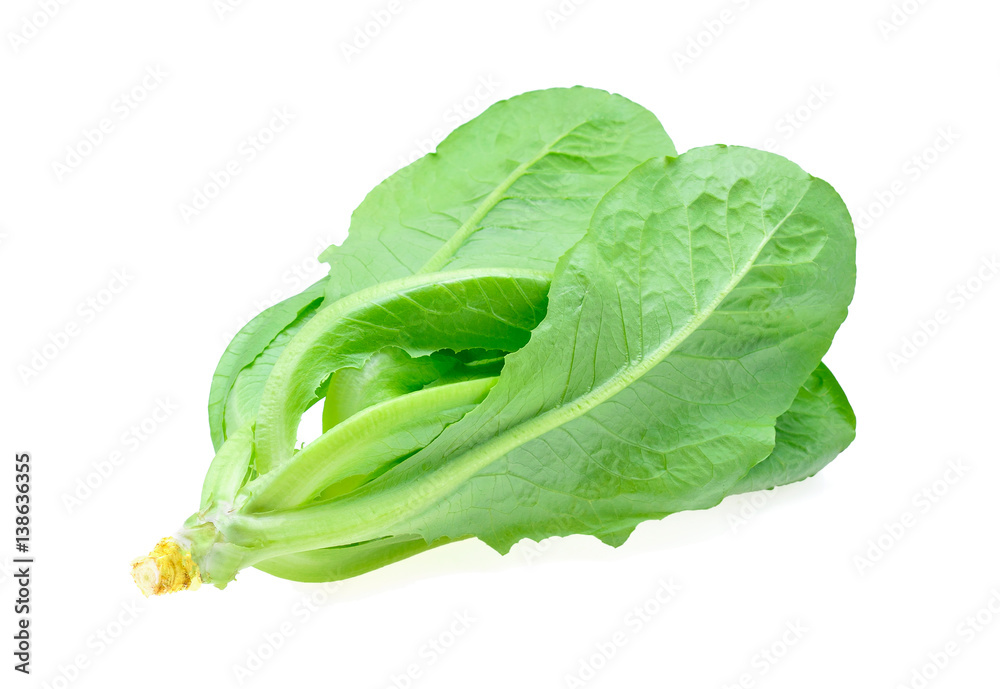 Green cos lettuce leaf on white Background Green cos lettuce leaf on white Background