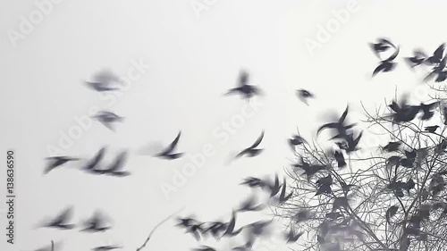 flock of birds crow taking off from a tree, flock of crows black bird dry tree