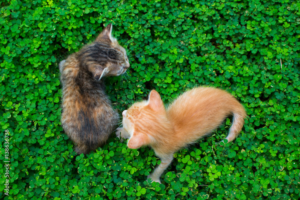 Two little kittens playing on the green grass. Red and black cat babies outside.