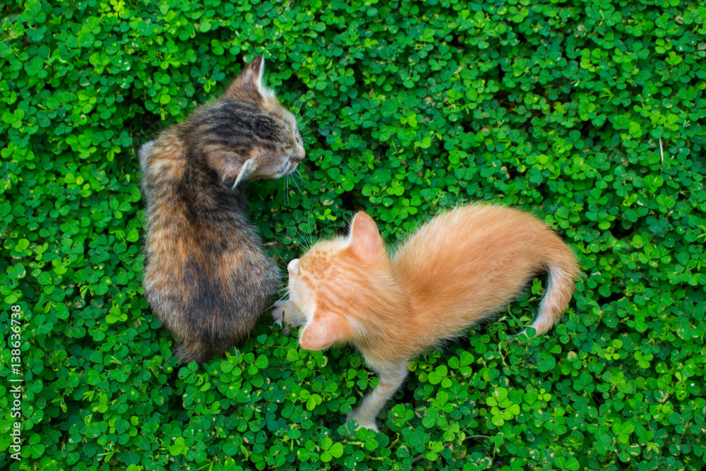Obraz premium Two little kittens playing on the green grass. Red and black cat babies outside.