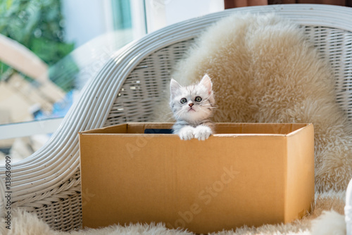 Fototapeta Naklejka Na Ścianę i Meble -  Cat in the box