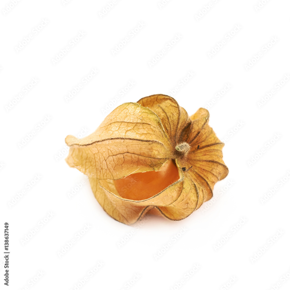 Physalis fruit berry isolated Physalis fruit berry isolated