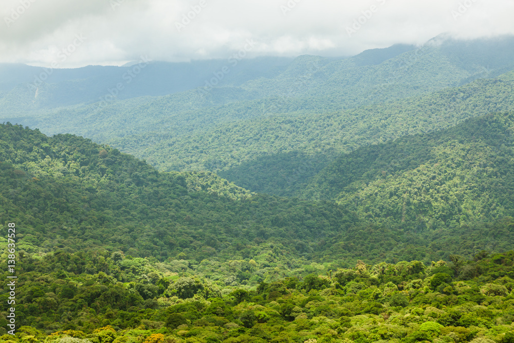 Fototapeta premium Rainforest landscape in Monteverde Costa Rica