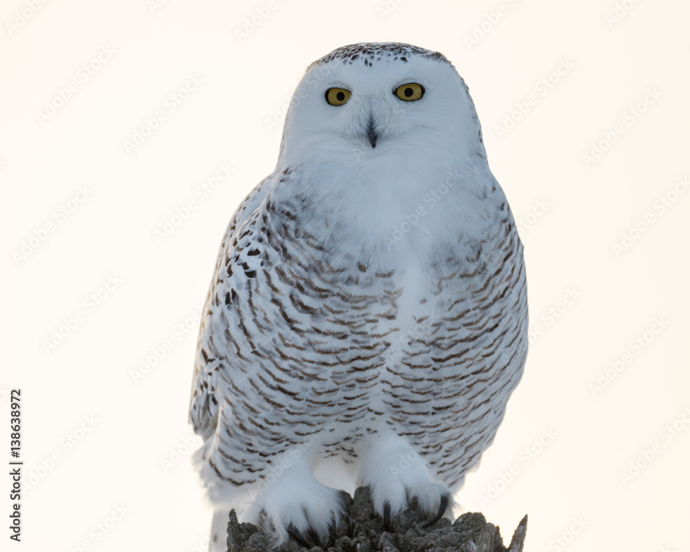 Fototapeta premium Female Snowy Owl