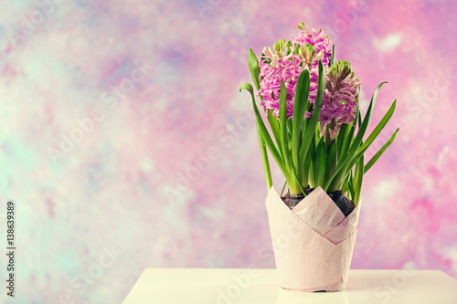 Beautiful hyacinth in pot on pink background