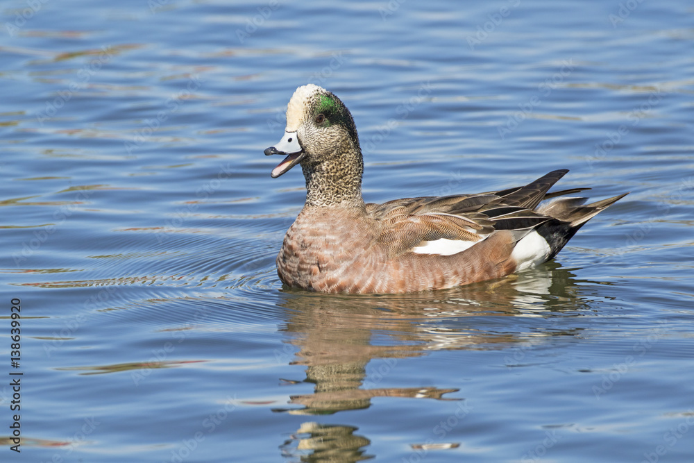 Bird duck swimming at the Los Angeles River in the winter Bird duck swimming at the Los Angeles River in the winter