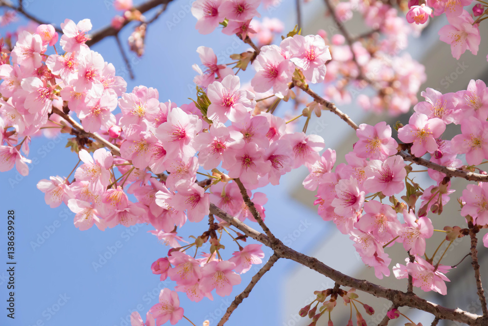 桜