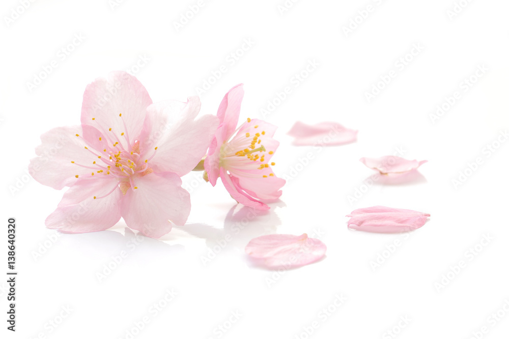 Naklejka premium Japanese cherry blossom and petals #2