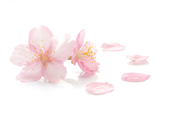 Crédence de cuisine Fleur de cerisier Fleurs et pétales de cerisier japonais  © Naoki Kim